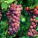 red-grapes.jpg