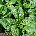spinach.jpg